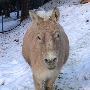 Meet your Posher, Michelle